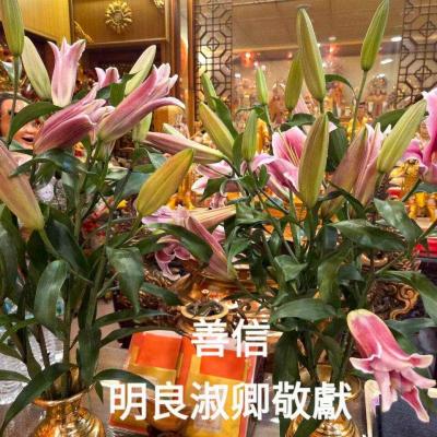 114年 - 善信執事物供合集