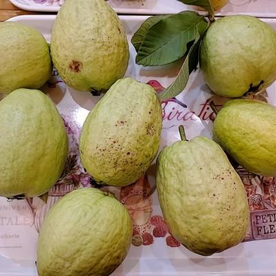 114年善信執事物供合集