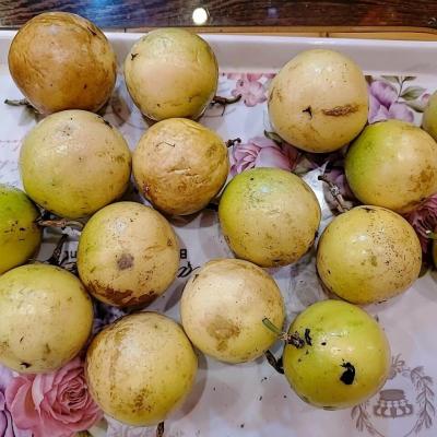 114年善信執事物供合集