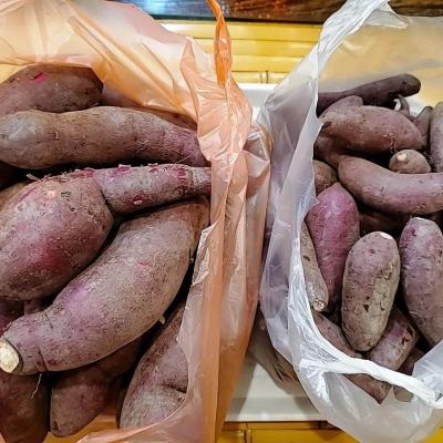 114年善信執事物供合集