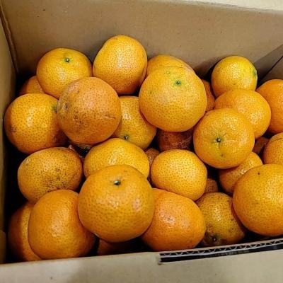 114年善信執事物供合集